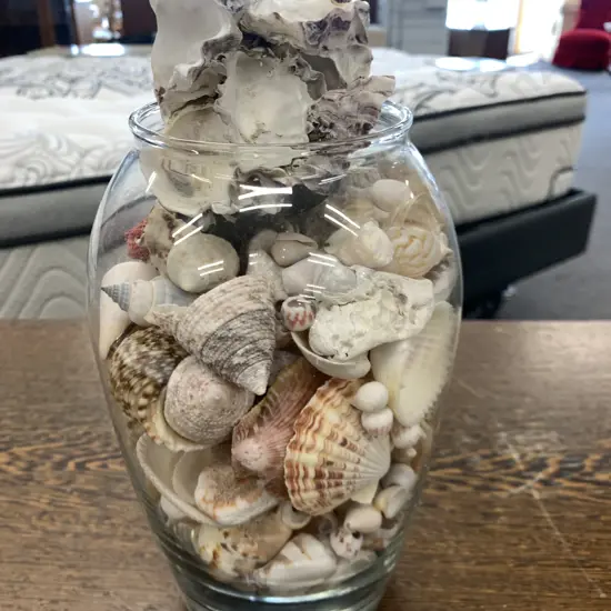 Assortment of Shells In Glass Vase
