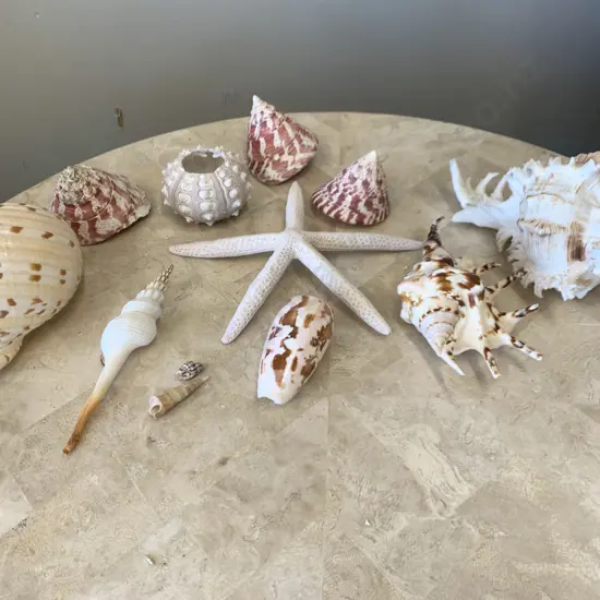 Assortment of Shells