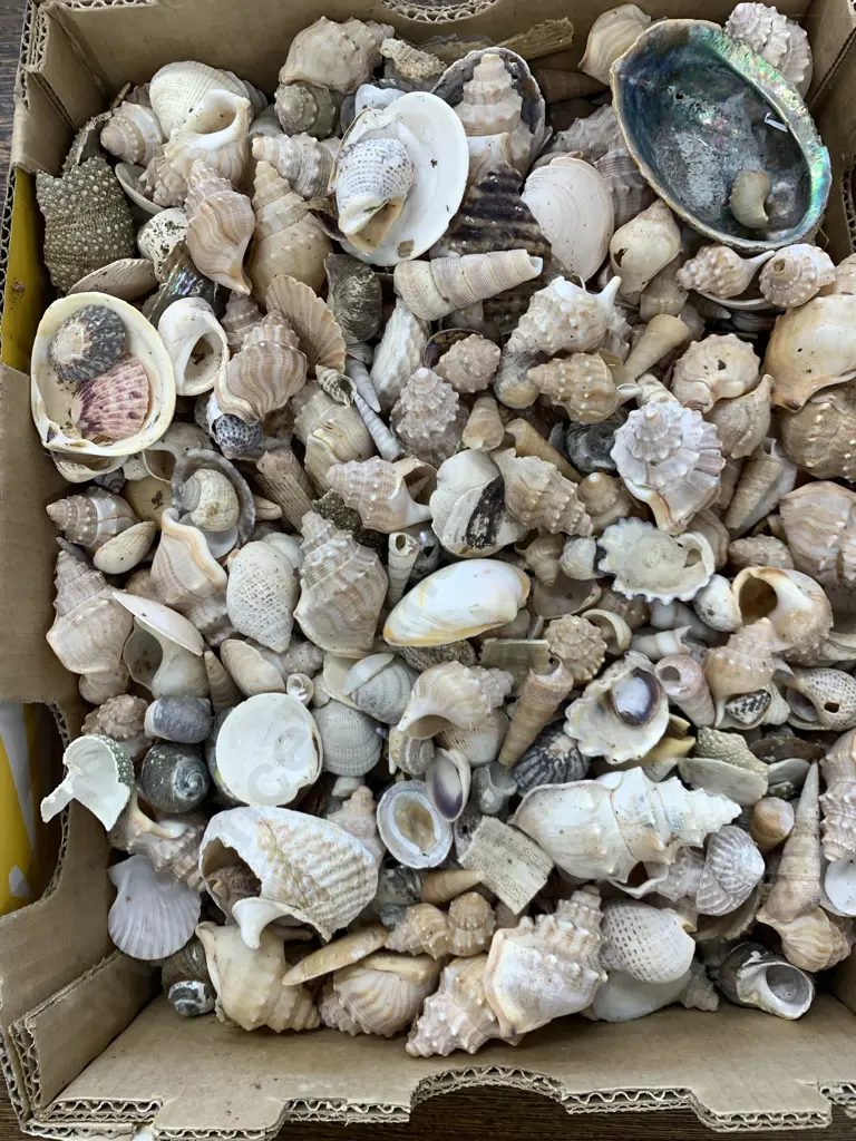 Large Assortment of Shells Image 1++