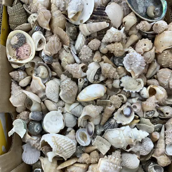 Large Assortment of Shells