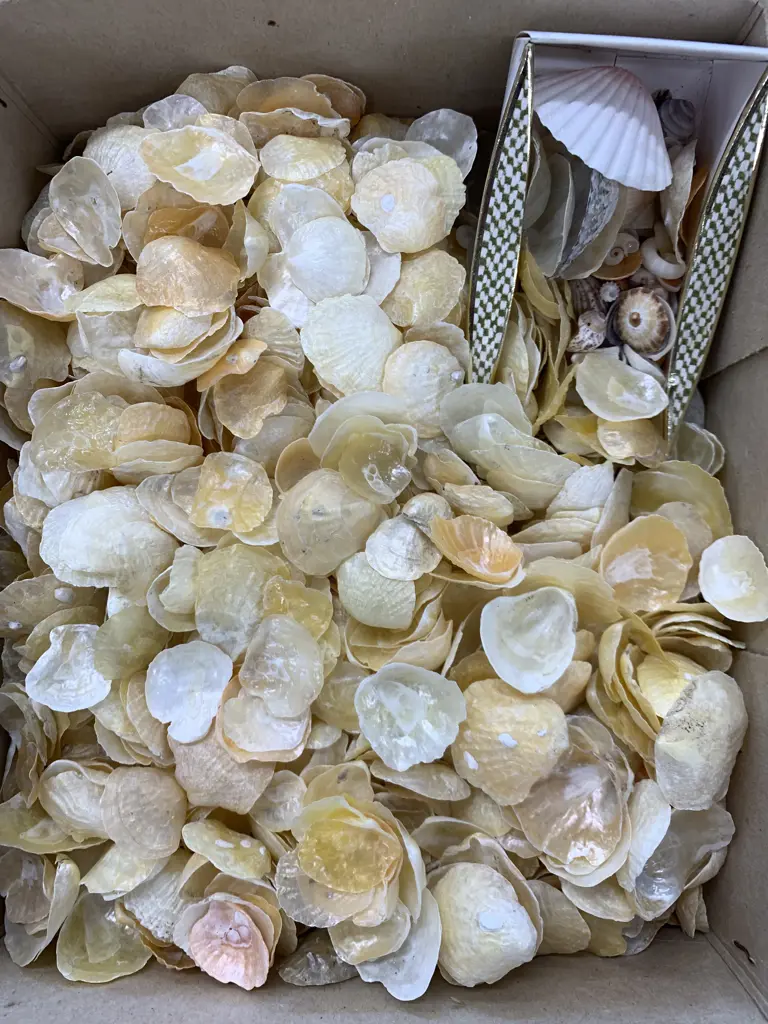 Box of Assorted Shells Image 1++