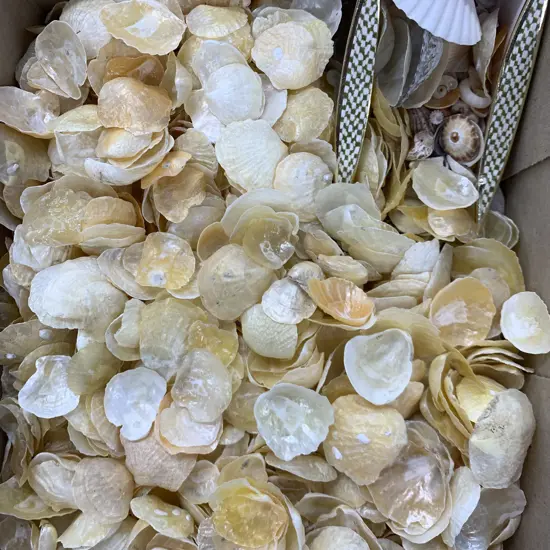 Box of Assorted Shells