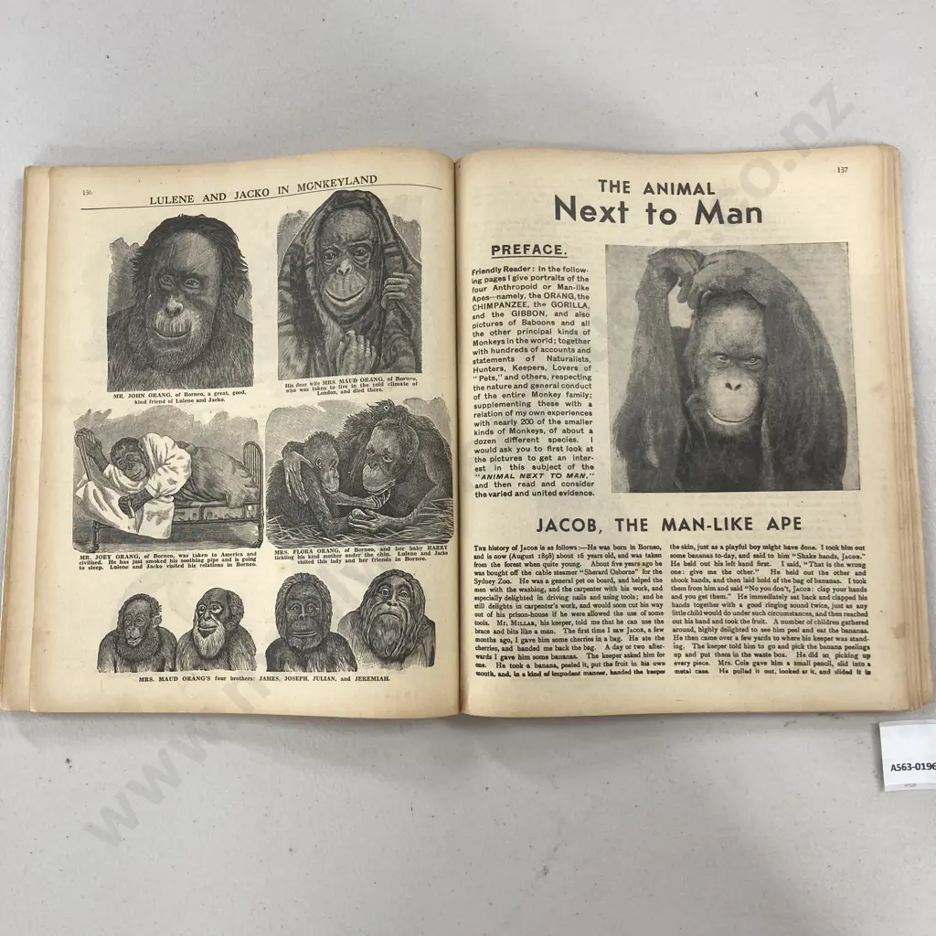 Vintage Coles Funny Picture Book - No2, E.W. Cole, No Date [c1950?] Image 1++