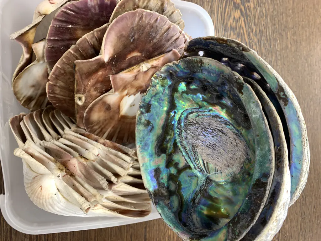 Assorted Shells Including Scallop & Paua Image 1++