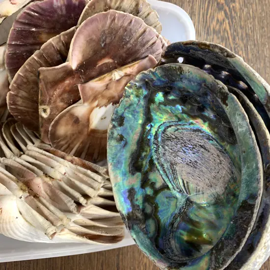 Assorted Shells Including Scallop & Paua