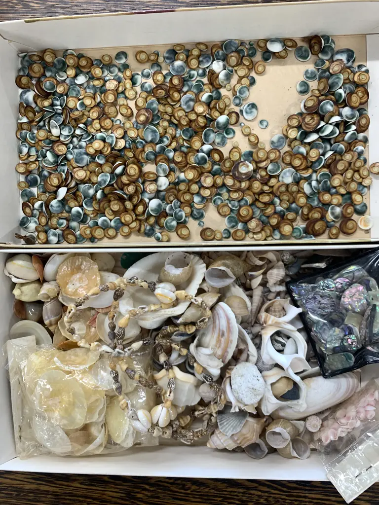 Assorted Shells Including Paua Pieces Image 1++