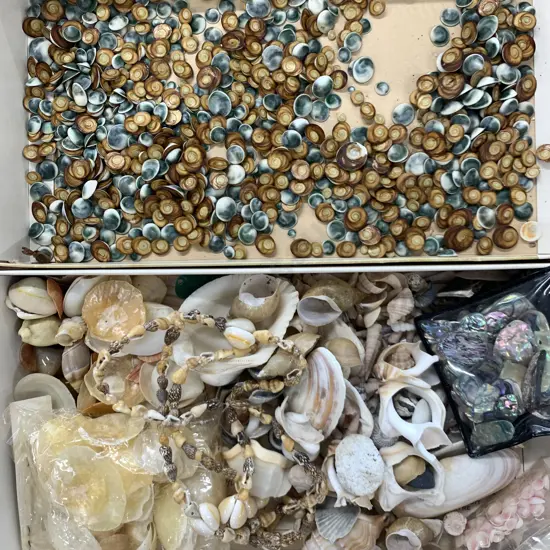 Assorted Shells Including Paua Pieces