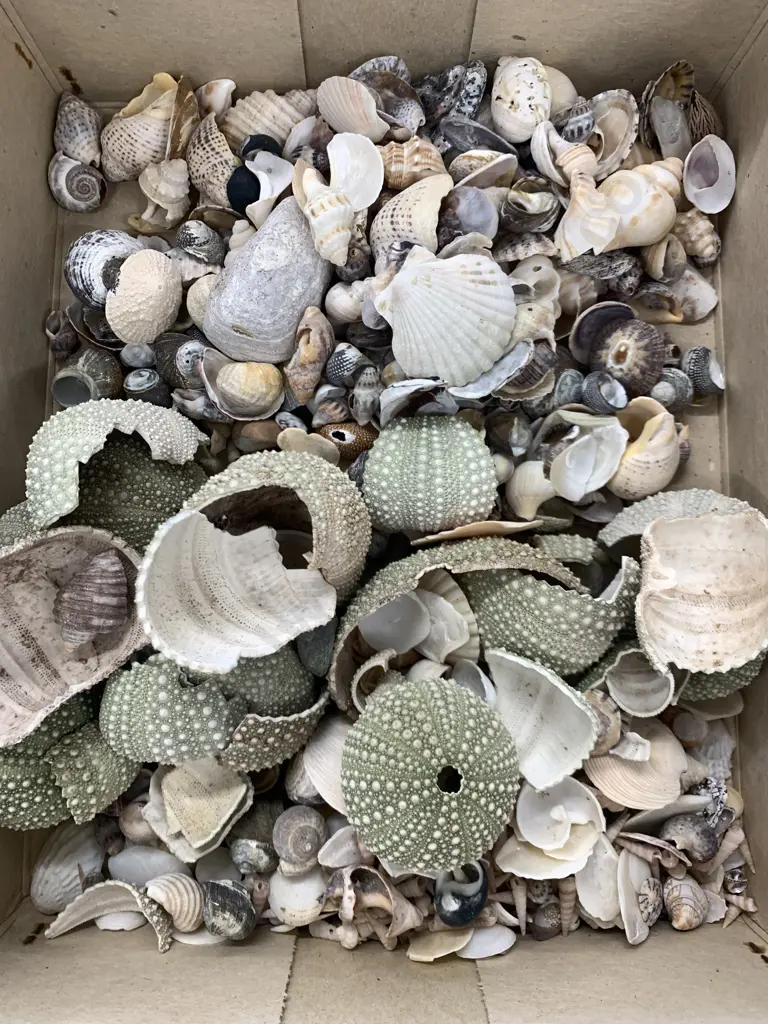 Assorted Shells Image 1++