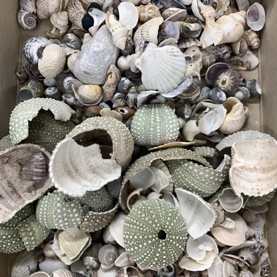 Assorted Shells