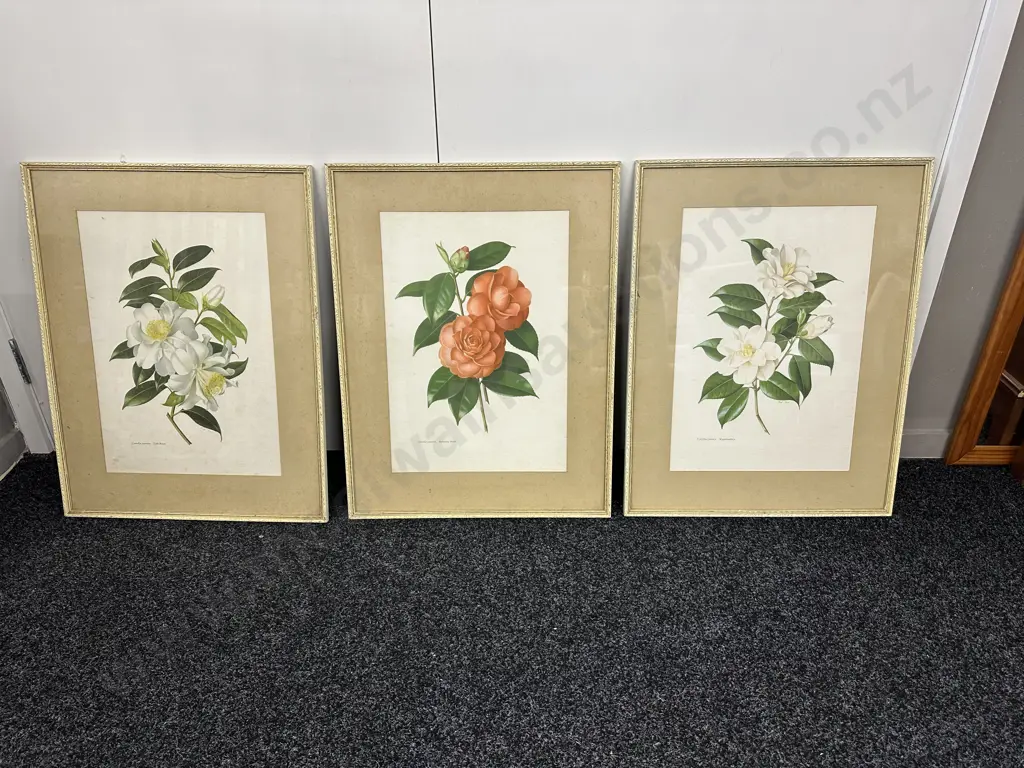 Vintage Framed Prints By Paul Jones 'Camellia ja ponica' H62cm, W48cm. Image 1++