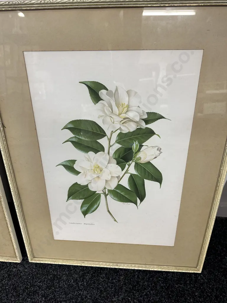 Vintage Framed Prints By Paul Jones 'Camellia ja ponica' H62cm, W48cm. Image 1++
