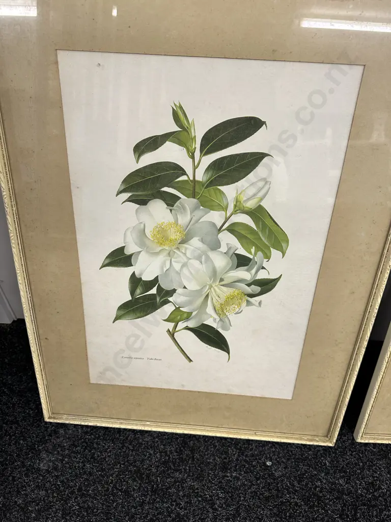 Vintage Framed Prints By Paul Jones 'Camellia ja ponica' H62cm, W48cm. Image 1++