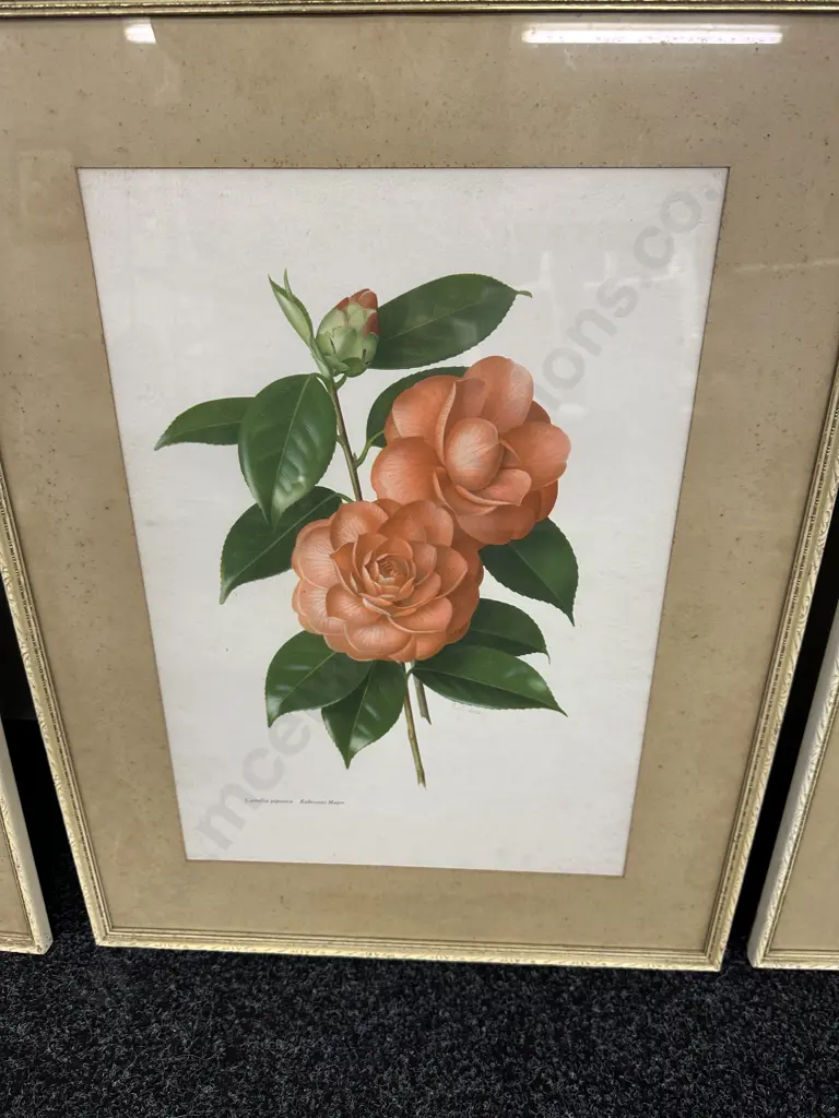 Vintage Framed Prints By Paul Jones 'Camellia ja ponica' H62cm, W48cm. Image 1++