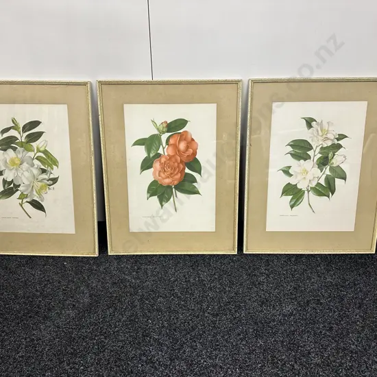 Vintage Framed Prints By Paul Jones 'Camellia ja ponica' H62cm, W48cm.