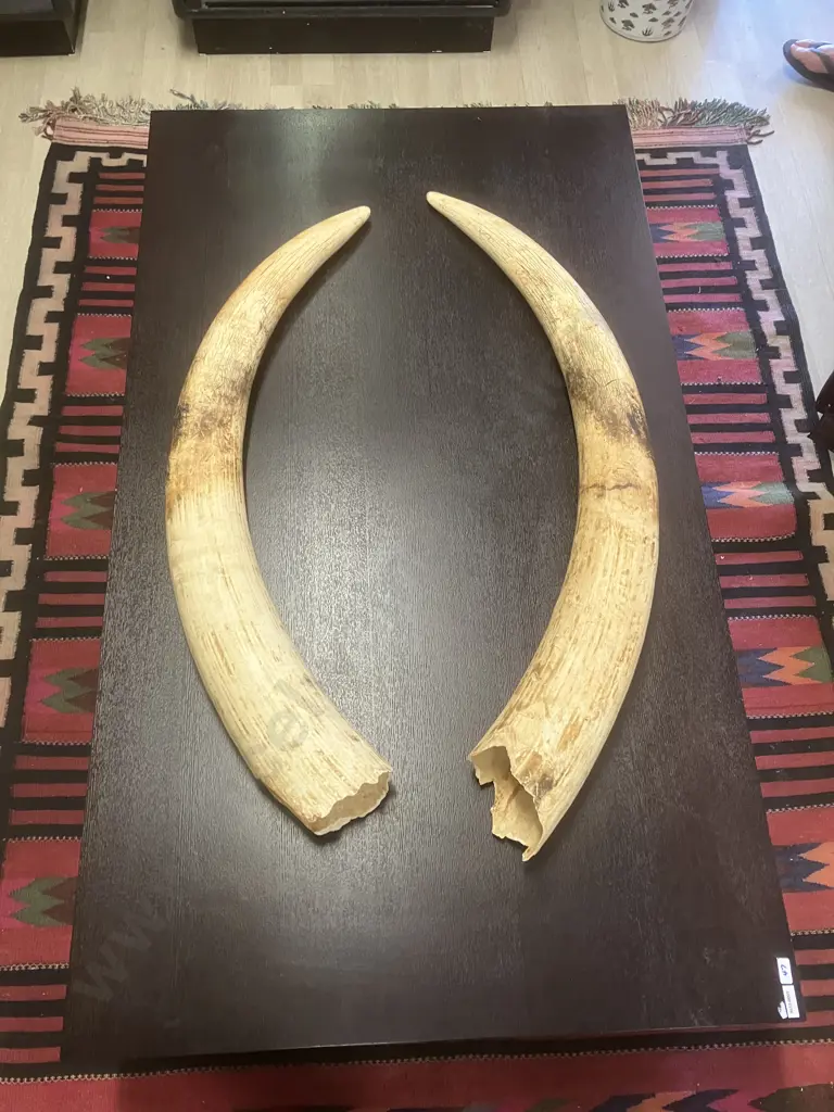 An Impressive Pair of Old Sport Trophy African Elephant Ivory Tusks - These Tusks are "Pre Convention" With CITES Permit Image 1++