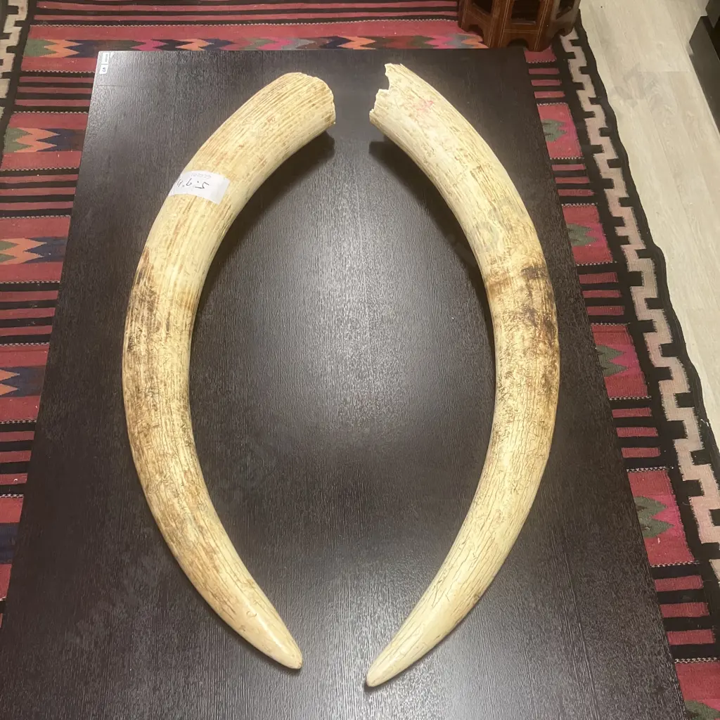 An Impressive Pair of Old Sport Trophy African Elephant Ivory Tusks - These Tusks are "Pre Convention" With CITES Permit Image 1++