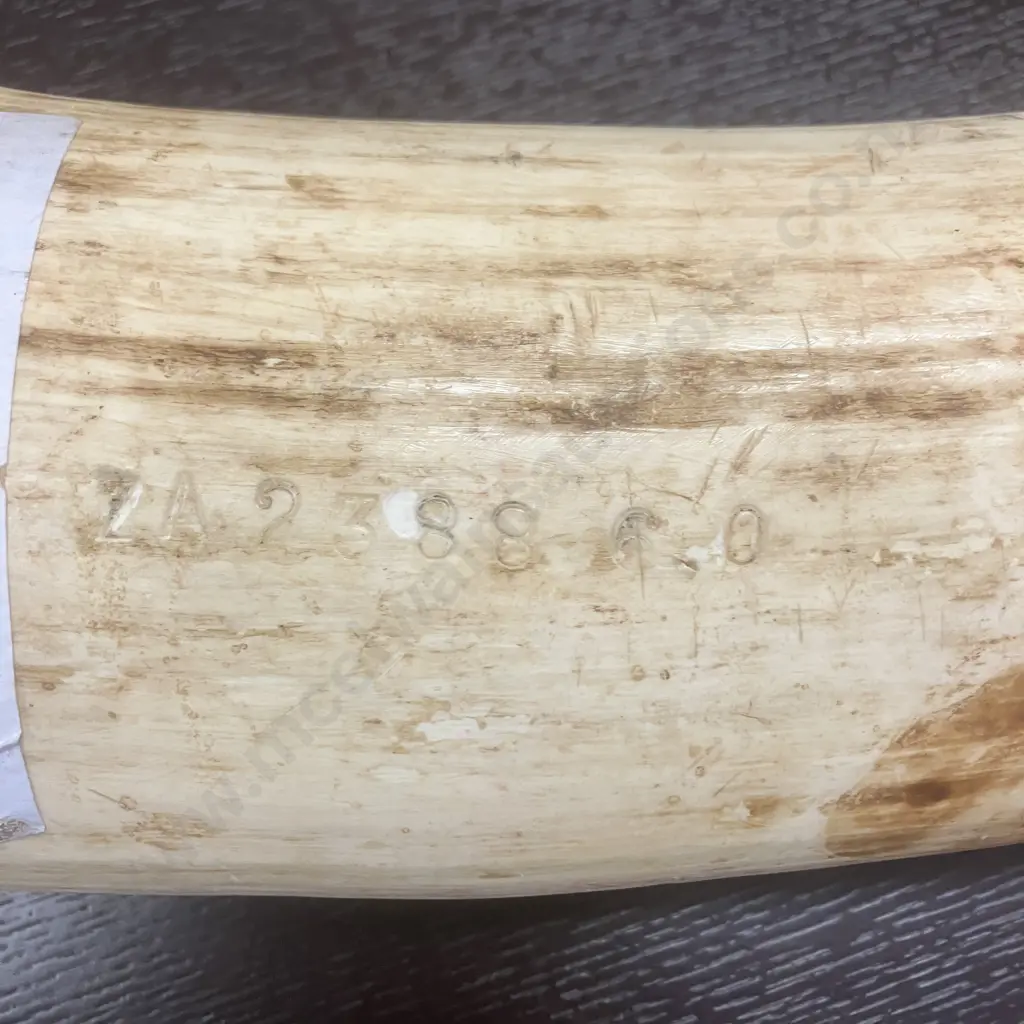 An Impressive Pair of Old Sport Trophy African Elephant Ivory Tusks - These Tusks are "Pre Convention" With CITES Permit Image 1++
