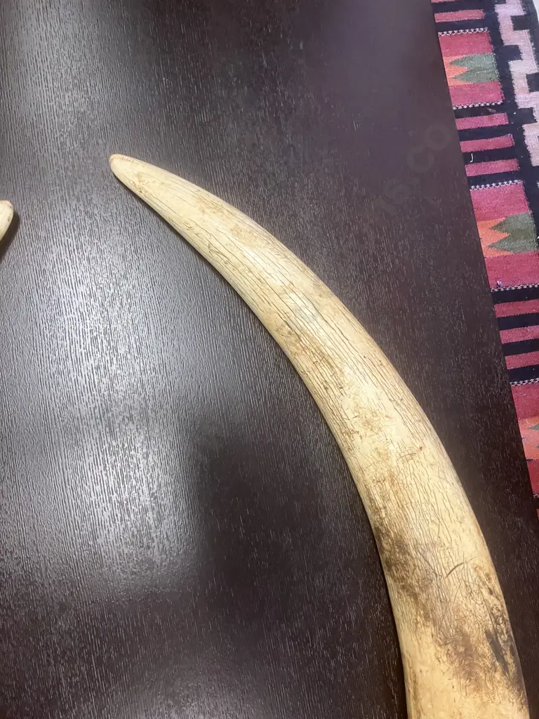 An Impressive Pair of Old Sport Trophy African Elephant Ivory Tusks - These Tusks are "Pre Convention" With CITES Permit Image 1++