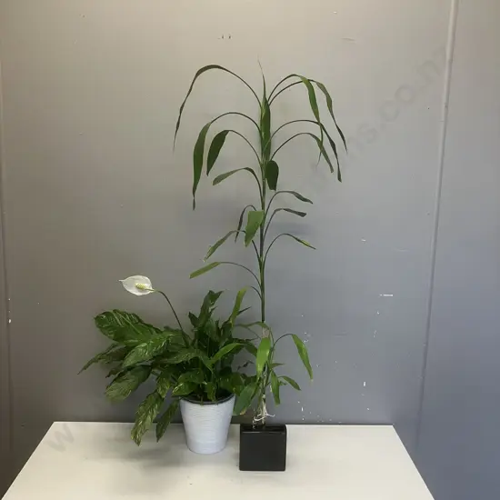 Indoor Plants - Peace Lily In White Pot - 51cm & Lucky Bamboo In Black Pot - 102cm