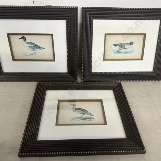 Set Of Three Framed Prints Including Grande Outarde, Canard Siffieur & Canard Souchet 38x38cm. 