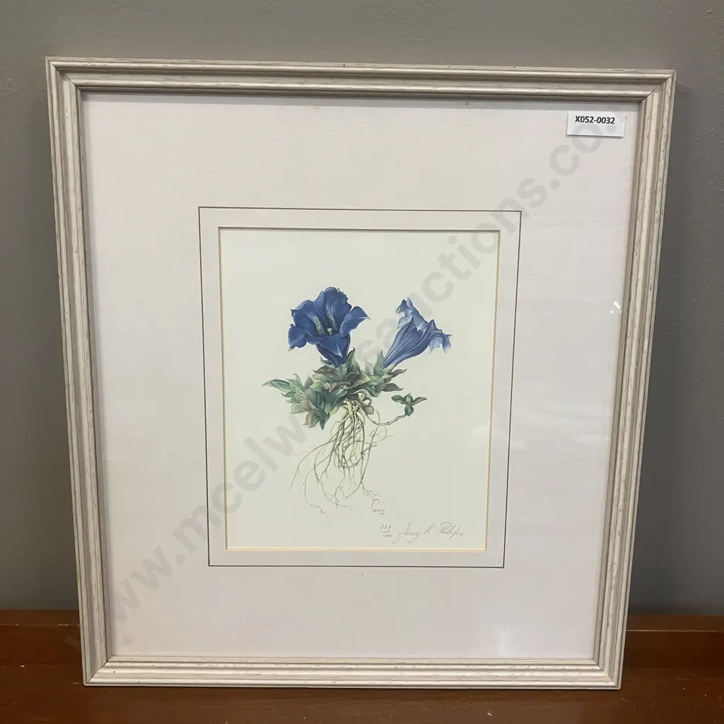 Jenny K. Phillips 1986 Botanical Studies Print 229/1000 Inscribed, Dated & Editioned In Image. 36 x 33cm Image 1++