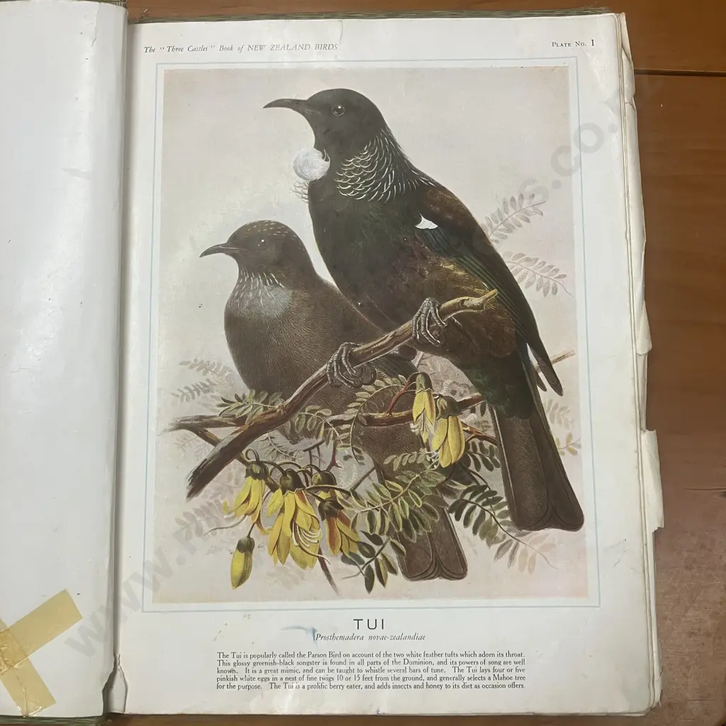 The "Three Castles" Book of New Zealand Birds, 1920 First Edition Hardback Binder, Coulls Somerville Wilkie Dunedin Image 1++