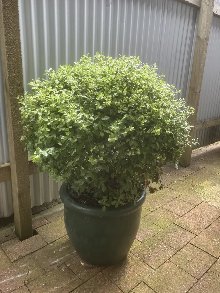 Pittosporum In Green Glazed Terracotta Pot. H114cm Image 1++