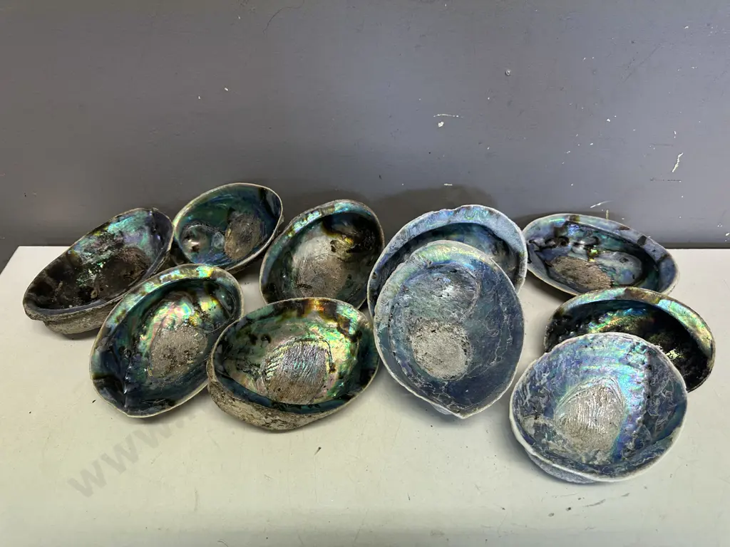 Collection Of  Large Half Polished Paua Shells Image 1++