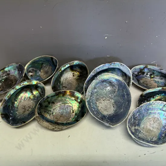 Collection Of  Large Half Polished Paua Shells