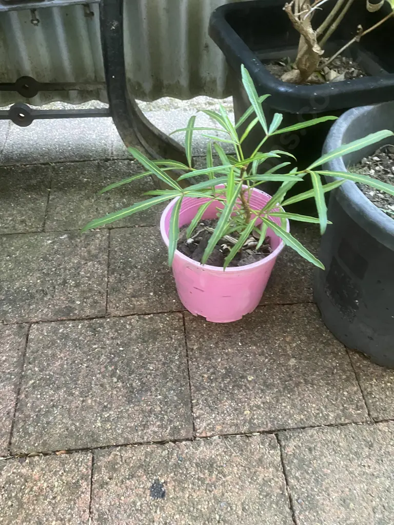 Four Plants - Kawakawa, Cabbage Tree Etc Image 1++