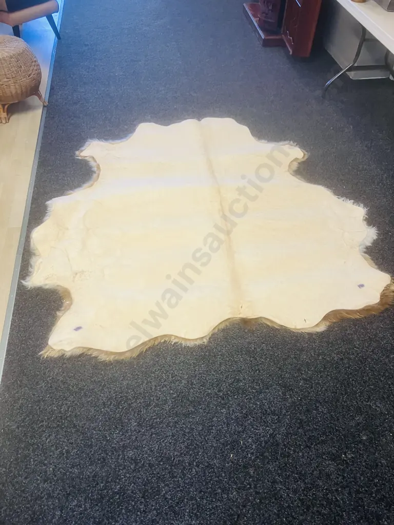 Unused Professionally Tanned 1800 x 1800 Dun Belted Galloway Hide Image 1++