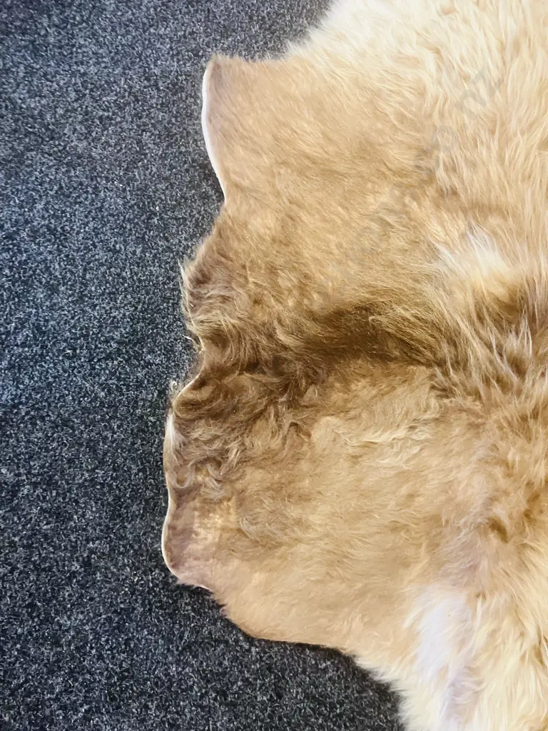 Unused Professionally Tanned 1800 x 1800 Dun Belted Galloway Hide Image 1++