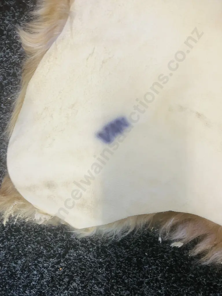 Unused Professionally Tanned 1800 x 1800 Dun Belted Galloway Hide Image 1++