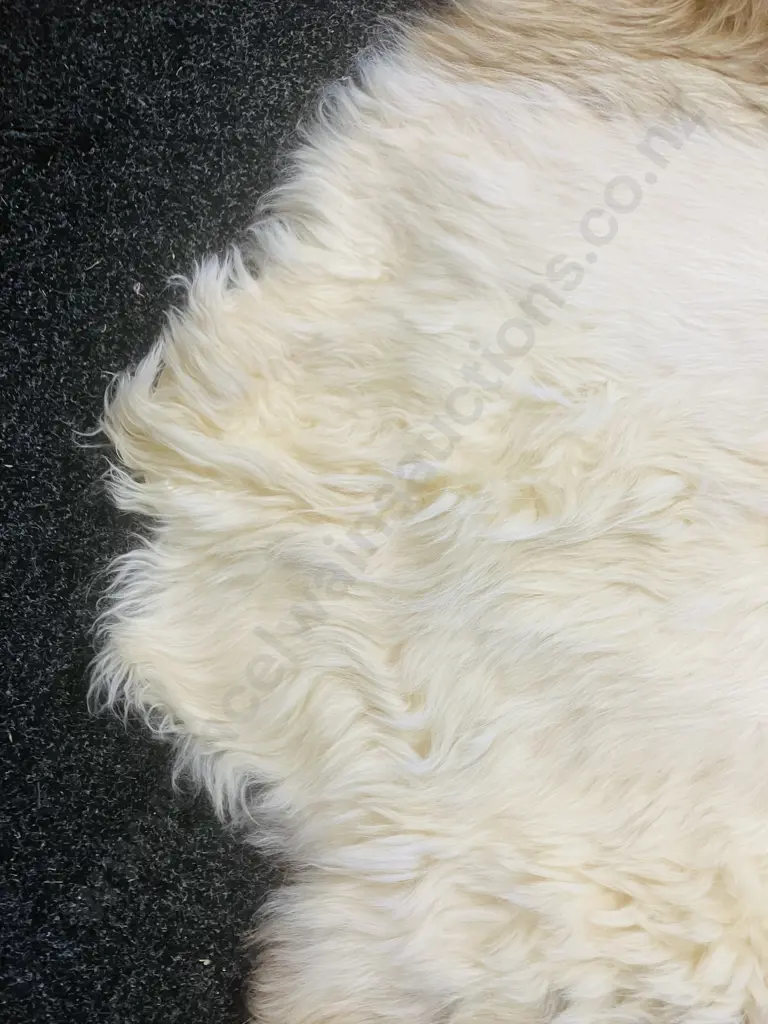 Unused Professionally Tanned 1800 x 1800 Dun Belted Galloway Hide Image 1++