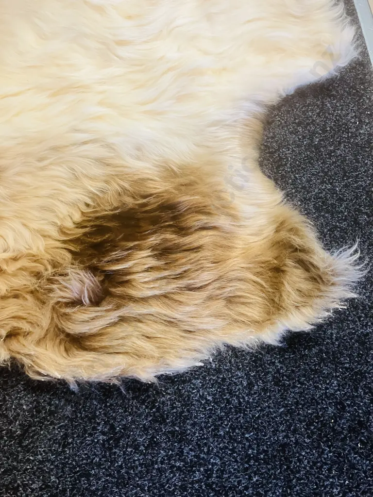 Unused Professionally Tanned 1800 x 1800 Dun Belted Galloway Hide Image 1++