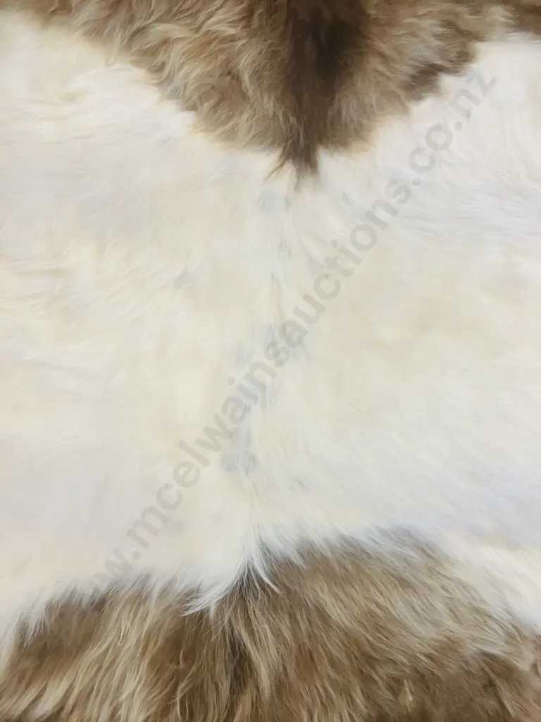 Unused Professionally Tanned 1800 x 1800 Dun Belted Galloway Hide Image 1++