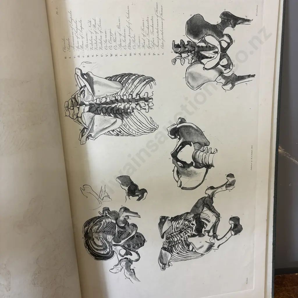 Flaxmans Anatomical Studies. Engraved by Henry Landseer. As is Image 1++
