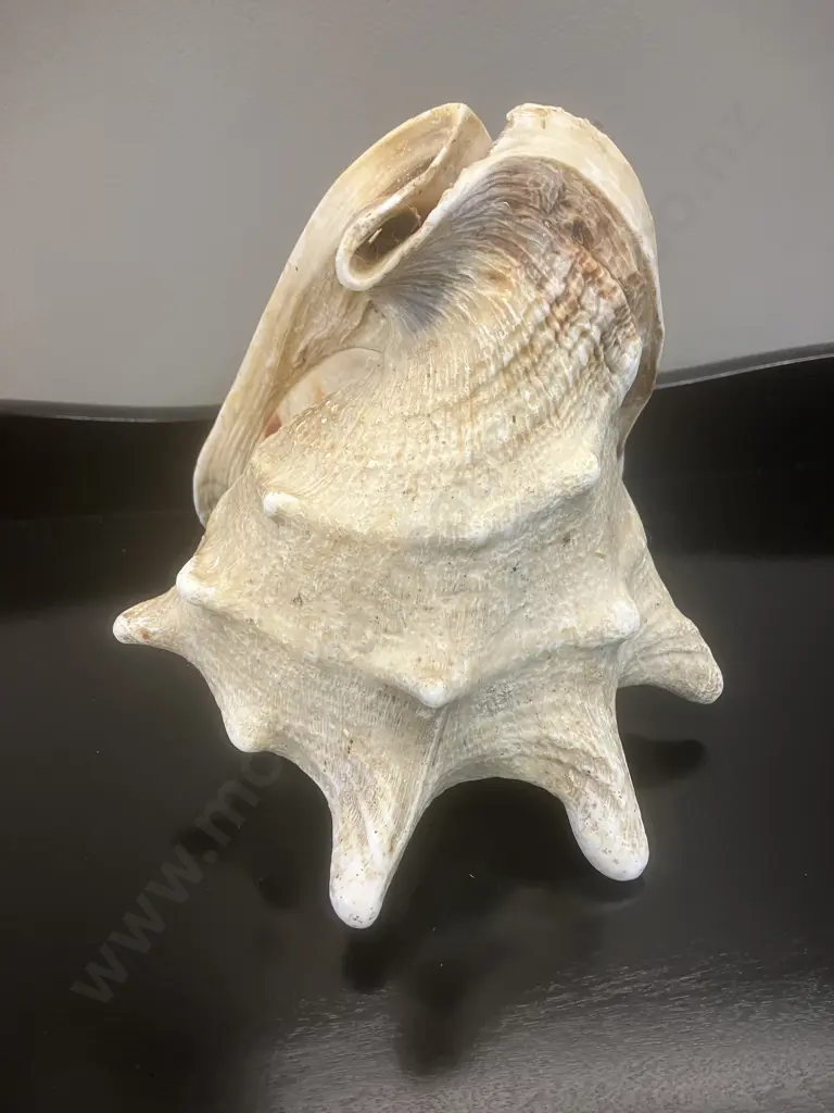 Seashell Cassis Cornuta Queen Horned Helmet Natural Shell. H18 W19 D17cm Image 1++