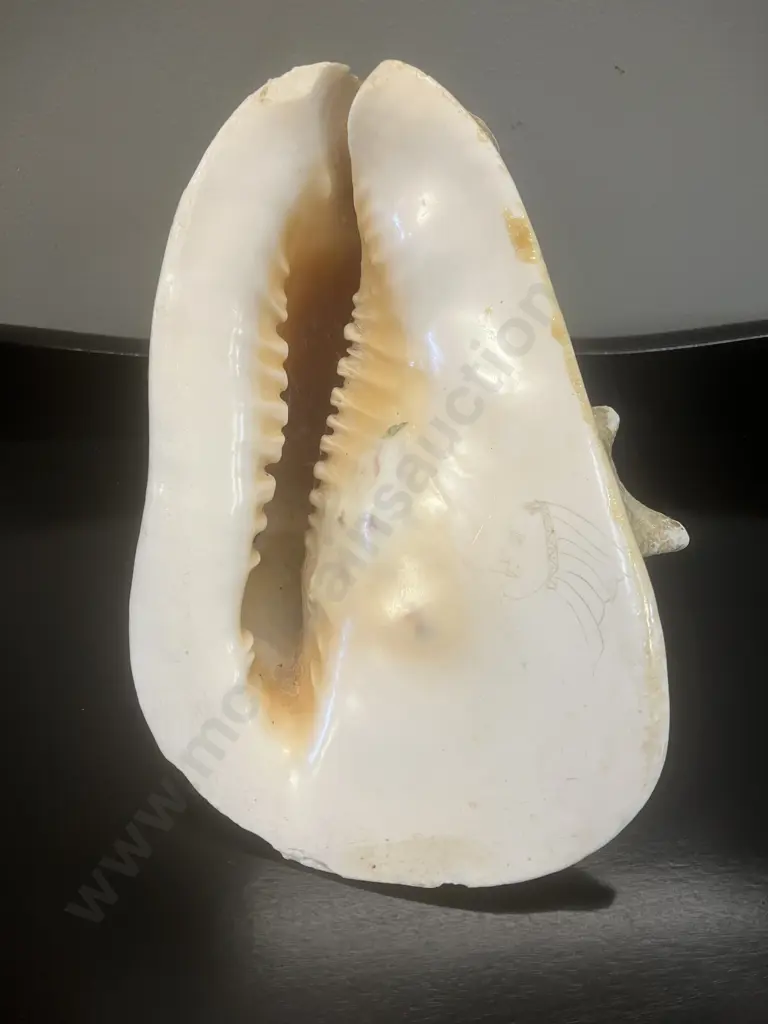 Seashell Cassis Cornuta Queen Horned Helmet Natural Shell. H18 W19 D17cm Image 1++