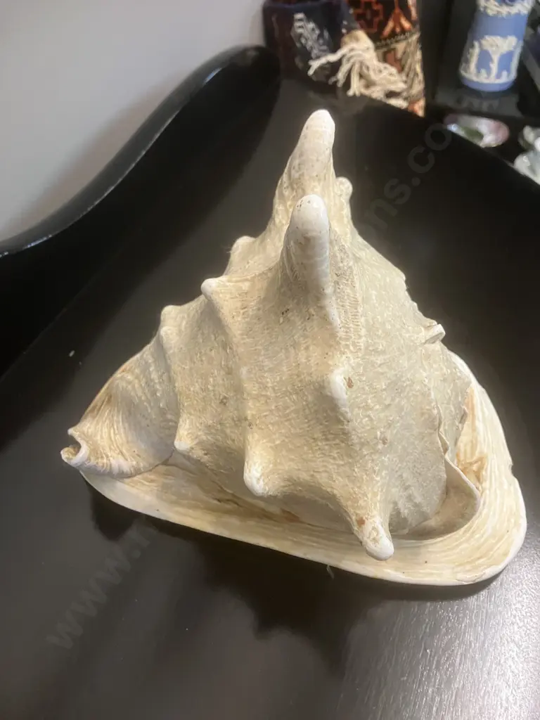 Seashell Cassis Cornuta Queen Horned Helmet Natural Shell. H18 W19 D17cm Image 1++