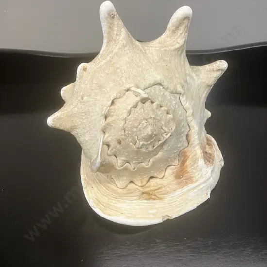 Seashell Cassis Cornuta Queen Horned Helmet Natural Shell. H18 W19 D17cm