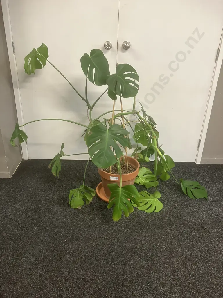 Large Monstera Plant Image 1++