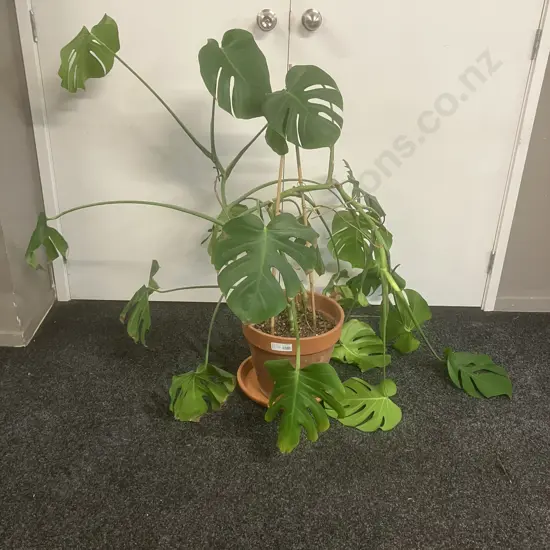 Large Monstera Plant