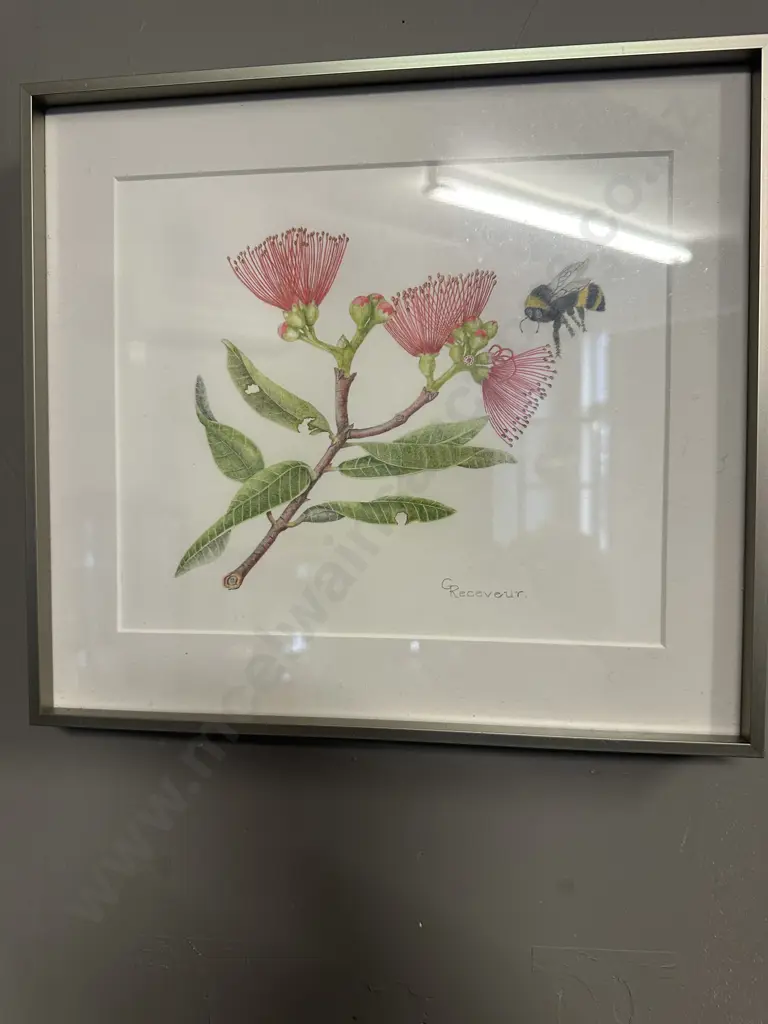 Framed Artwork Pohutukawa & Kaka Beak By C Receveur Image 1++