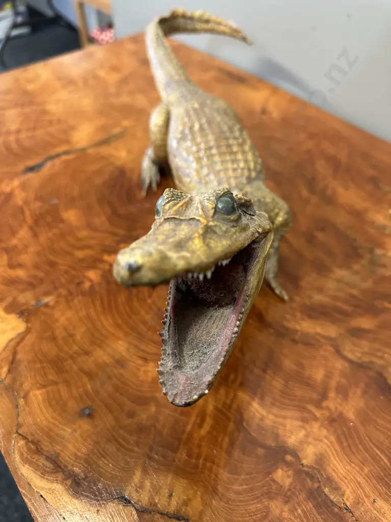 Crocodile Taxidermy H16,L52cm. Image 1++
