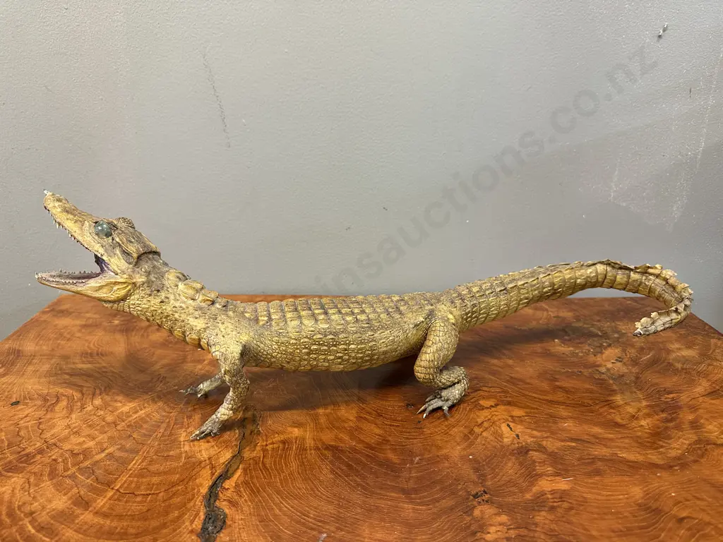 Crocodile Taxidermy H16,L52cm. Image 1++