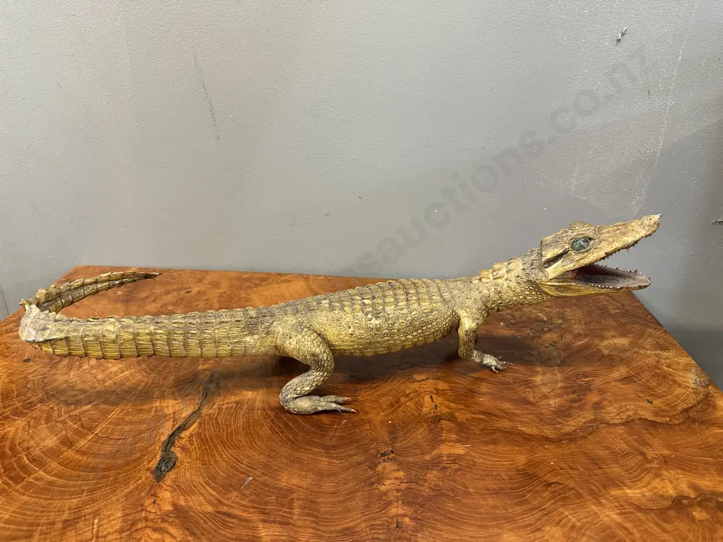 Crocodile Taxidermy H16,L52cm. Image 1++