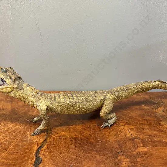 Crocodile Taxidermy H16,L52cm.