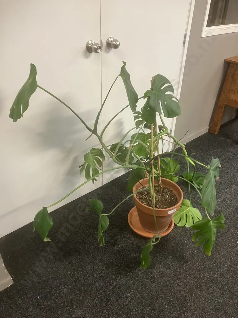 Large Monstera Plant Image 1++