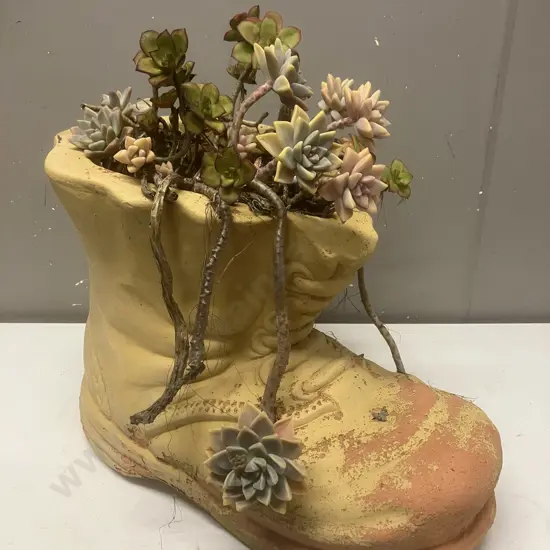 Terracotta Boot Planter With Succulent. 29 x 35cm